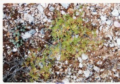 Petrosedum sediforme
