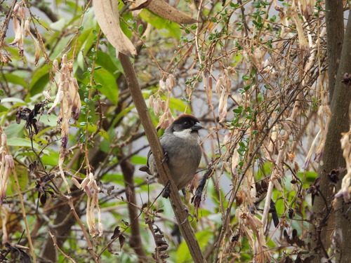 Bay-crowned Brushfinch (Atlapetes seebohmi), photo 3