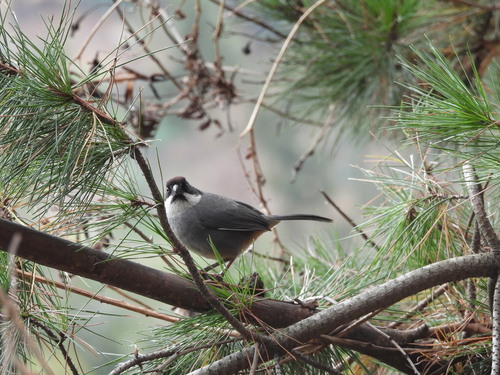 Bay-crowned Brushfinch (Atlapetes seebohmi), photo 6
