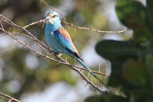 Abyssinian Roller