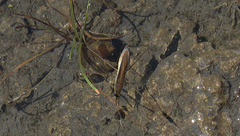 Limnoporus rufoscutellatus