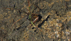 Limnoporus rufoscutellatus