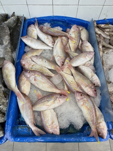 Teardrop threadfin bream (Nemipterus isacanthus) — Nemipteridae — 2