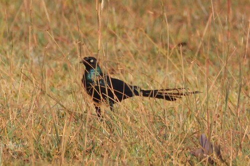 Long-tailed Glossy Starling