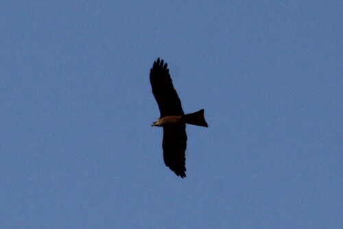 Black Kite
