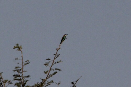 European Bee-eater