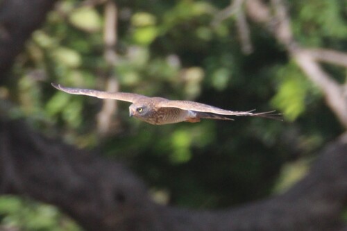Micronisus gabar niger