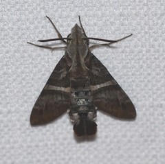 Macroglossum errans