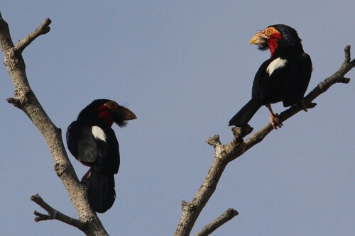 Bearded Barbet