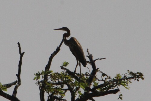 Western Purple Heron