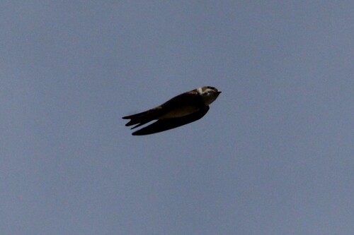 Bank Swallow