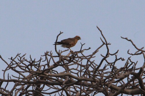 Grasshopper Buzzard