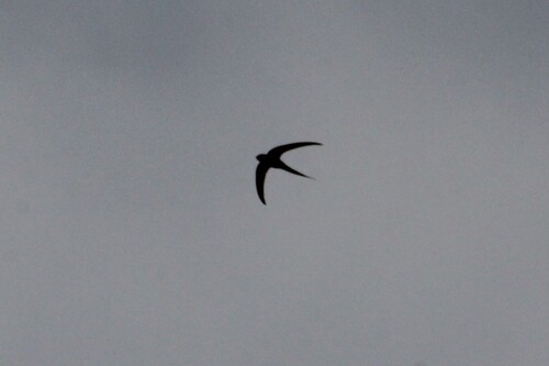 African Palm Swift