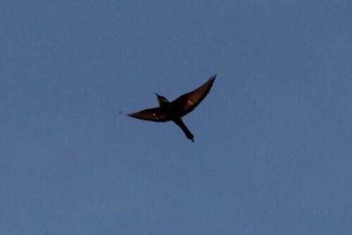 European Bee-eater
