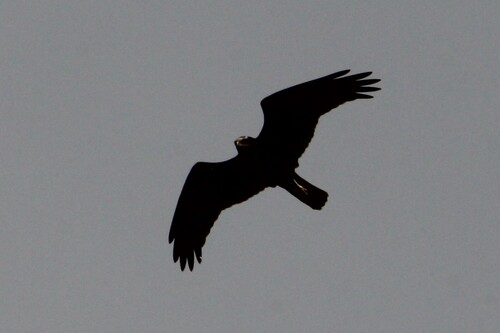 Western Marsh Harrier