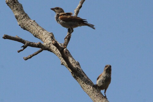 Northern Grey-headed Sparrow