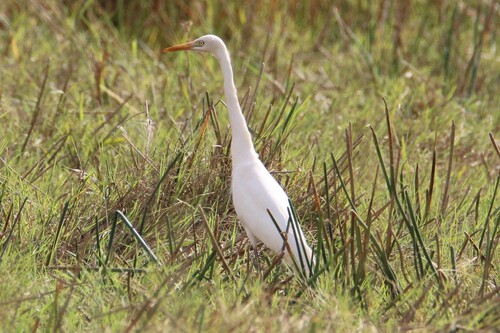 Yellow-billed Egret