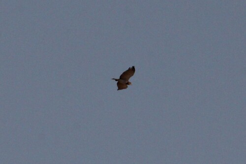 Beaudouin's Snake-Eagle