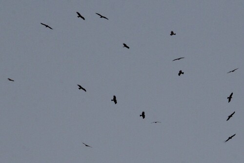 Black Kite