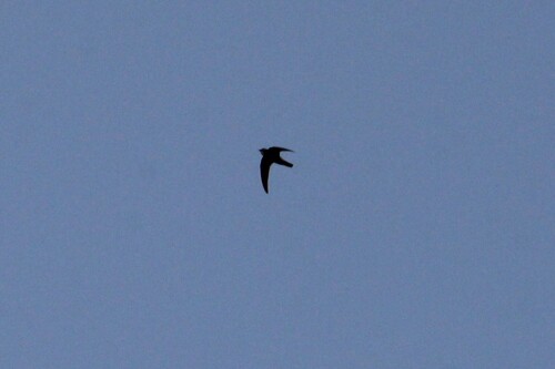 Little Swift