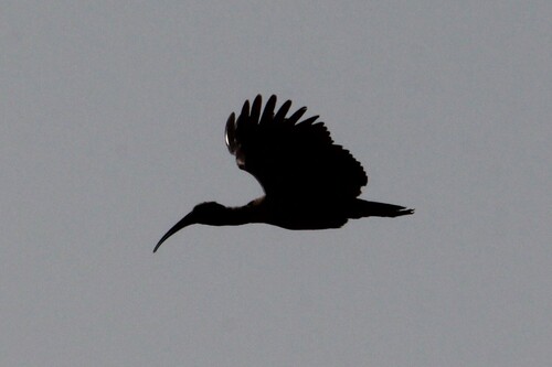 Hadada Ibis