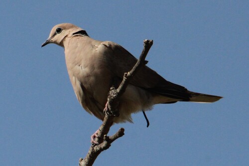 Vinaceous Dove