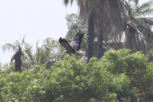 West African Harrier-Hawk