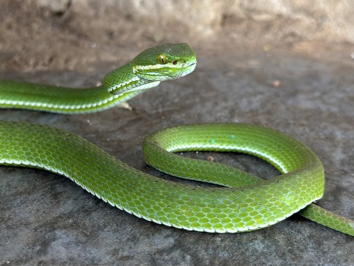 Burmese White-lipped Tree Pitviper