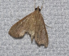 Hyalobathra