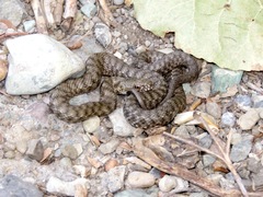 Natrix tessellata