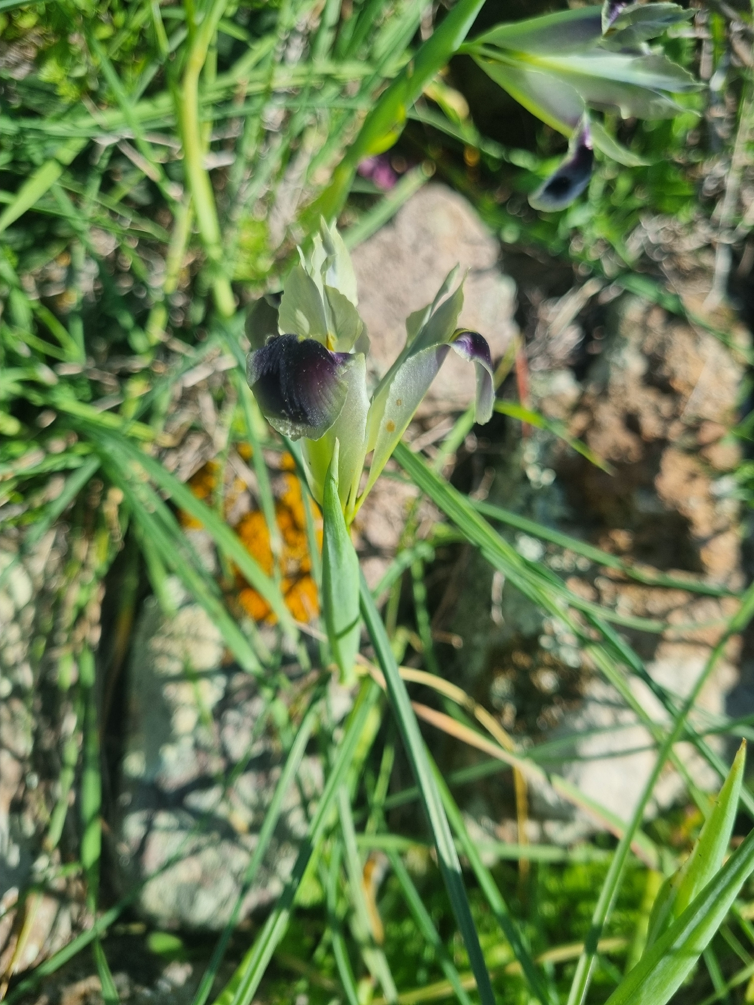 Snake's head iris