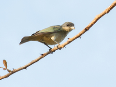 Thraupis glaucocolpa