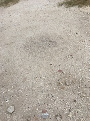 Pogonomyrmex barbatus