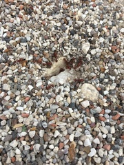 Pogonomyrmex barbatus