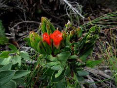 Lobostemon sanguineus
