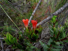 Lobostemon sanguineus