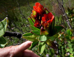 Lobostemon sanguineus