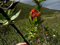 Lobostemon sanguineus