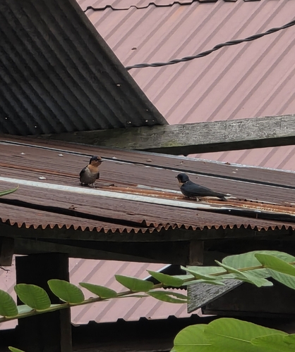 Hirundo javanica