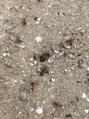 Pogonomyrmex barbatus