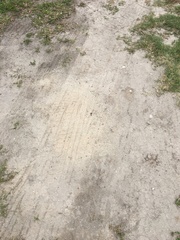 Pogonomyrmex barbatus