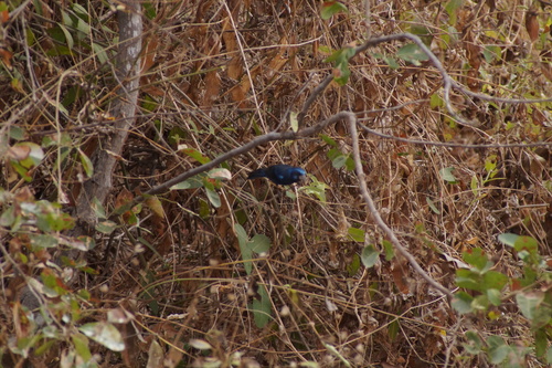 Blue Bunting (Cyanocompsa parellina), photo 3