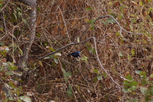 Blue Bunting (Cyanocompsa parellina), photo 4