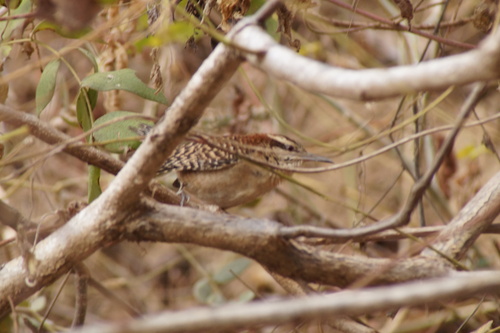 Russet-naped Wren (Campylorhynchus humilis), photo 2