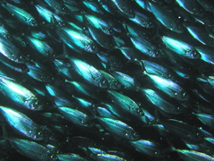 Selar crumenophthalmus