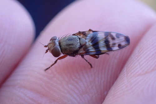 Unknown species found near Socorro County, NM, USA