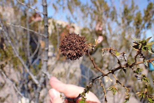 Unknown species found near Socorro County, NM, USA