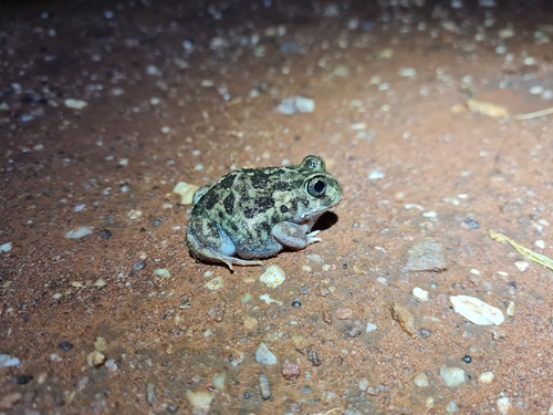 Desert Trilling Frog