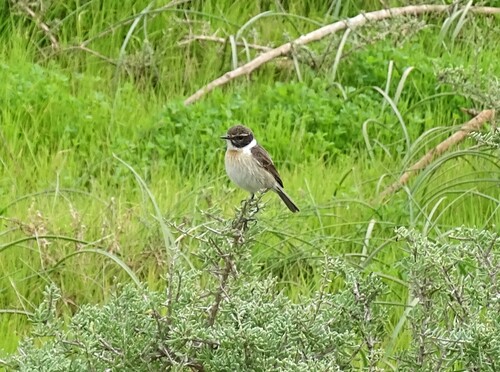 Canary Islands Stonechat (Saxicola dacotiae)