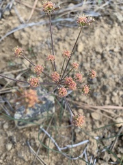 Lomatium triternatum